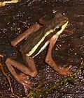 Atelopus gracilis (1).jpg