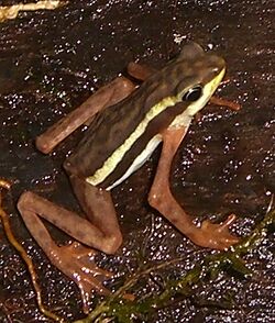 Atelopus gracilis (1).jpg