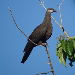 Barking Pigeon (31941958135).jpg