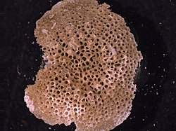 Microslide of a preserved specimen of Borgella pustulosa