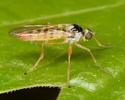 Brachystoma robertsonii.jpg