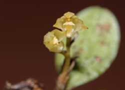 Bulbophyllum pauciflorum01-raab bustamante.png