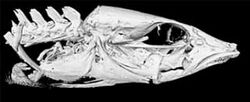 CT scan of head of Mastacembelus albomaculatus - 177-734-1-PB-top-left.jpeg