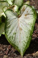 Caladium 'White Dynasty' Leaf.JPG