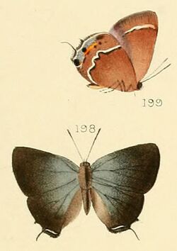 Callophrys spinetorum (Hewitson, 1867).jpg