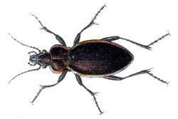 Carabus marginalis.jpg