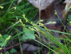 Carex eburnea 36155470.jpg
