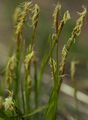 Carex geyeri.jpg