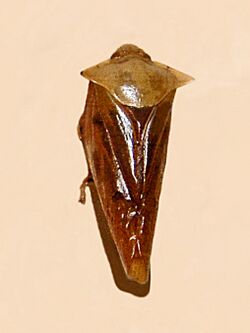Cercopidae - Leptataspis acuta.JPG
