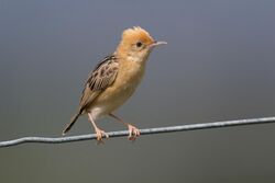 A golden-headed cisticola perched on a tree branch