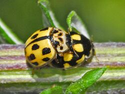Coccinellidae - Propylea quatuordecimpunctata (mating).JPG