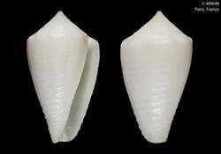 Conus dedonderi (MNHN-IM-2000-25879).jpeg