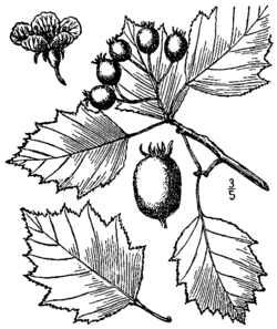 Crataegus macrosperma BB-1913.png