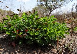 Cryptosepalum maraviense - pods (9848624945).jpg