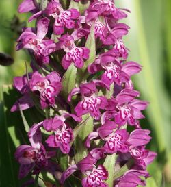 Dactylorhiza majalis flowers140503.jpg