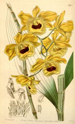 Dendrobium fimbriatum (as Dendrobium fimbriatum var. oculatum) - Curtis' 71 (Ser. 3 no. 1) pl. 4160 (1845).jpg