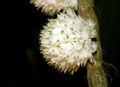 Dendrobium purpureum var. album Orchi 2013-03-22 062.jpg