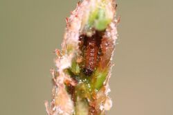 Dioryctria albovittella larva.jpg