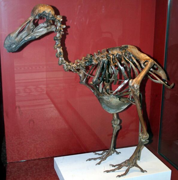 File:Dodo-Skeleton Natural History Museum London England.jpg
