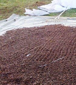 Drying of pine nuts.jpg