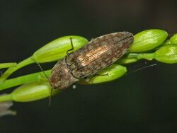 Elateridae - Actenicerus sjaelandicus-1.JPG