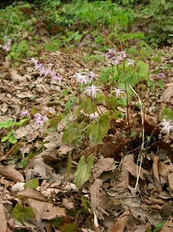 Epimedium grandiflorum var thunbergianum4.jpg