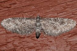 Eupithecia gilvipennata 02.jpg