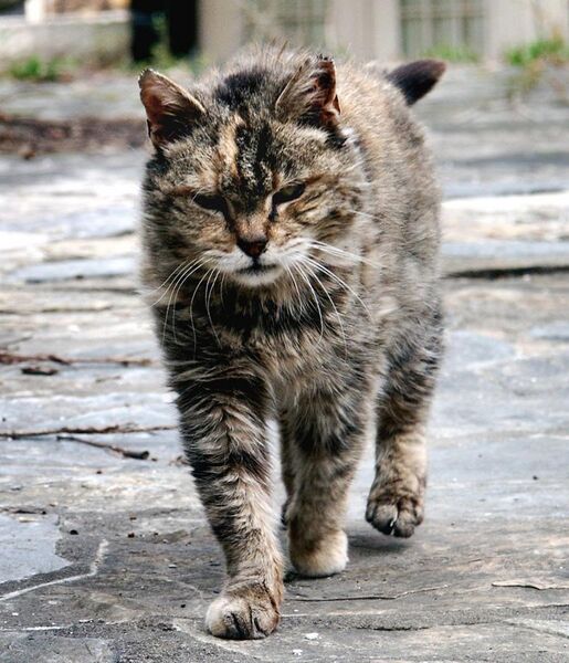 File:Feral cat Virginia crop.jpg