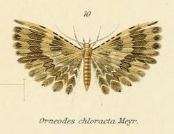 Fig.10-Alucita chloracta.JPG