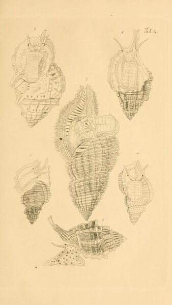 File:Figures of molluscous animals BHL11075243.jpg