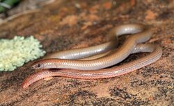 Flinders Worm-lizard (Aprasia pseudopulchella) (9388534051).jpg