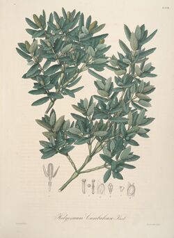 Florae Columbiae (Plate CLXVIII) (8205986182).jpg
