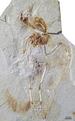 Fossil specimen (DNHM D2945 6) of Hongshanornis longicresta.jpg