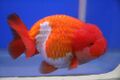 Goldfish Lionchu first orize winner.jpg