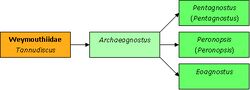 Gradogram Archaeagnostus.jpg