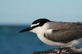 Grey backed tern.JPG