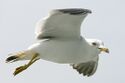 Gulls, white below improves fishing success