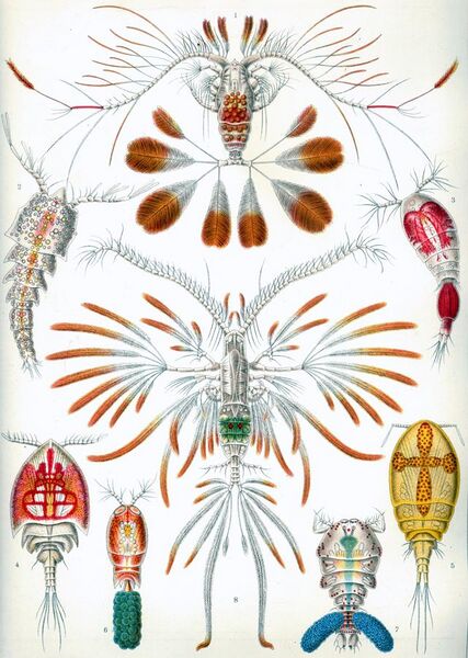File:Haeckel Copepoda.jpg