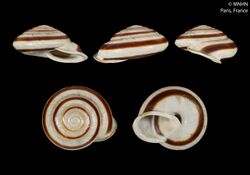 Helix bizonalis (MNHN-IM-2000-1842).jpeg