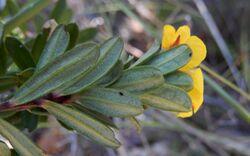 Hibbertia Bairne.jpg