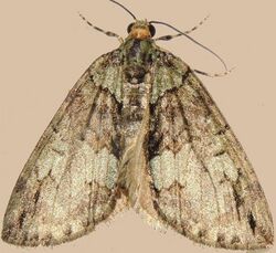 Hydriomena transfigurata - Transfigured Hydriomena Moth (16083111071).jpg