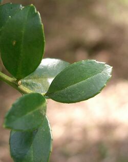 Ilex Crenata5.jpg