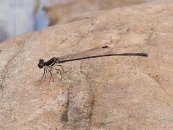 Koolpinyah Threadtail DSCN1264.jpg