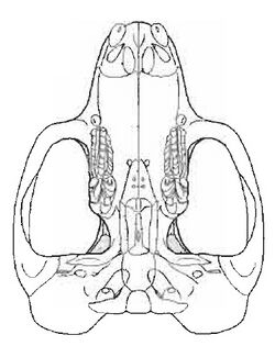 Lambdopsalis bulla ventral view.jpg