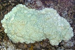 Lecanora pinguis 27501.jpg