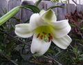 Lilium puerense (1).jpg