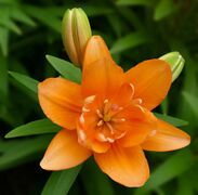 Lily -- Lilium 'Tiny Double You'.jpg