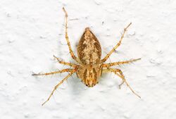 Lynx Spider - Oxyopes aglossus, Woodbridge, Virginia - 01.jpg