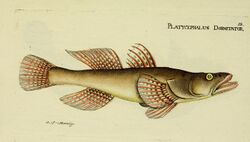 M.E. Blochii ... Systema ichthyologiae iconibus CX illustratum (Plate 12) (6006010370).jpg