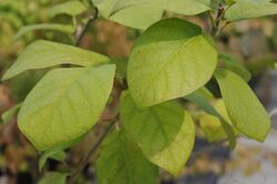 Magnolia sinensis (4849571070).jpg